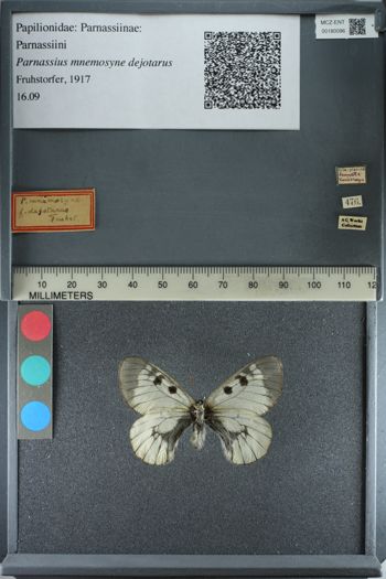 Media type: image;   Entomology 180096